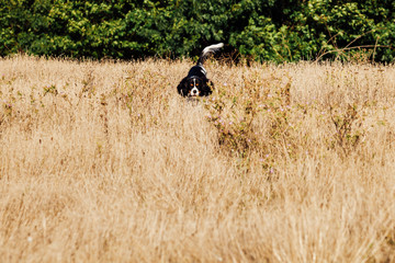 Cocker Spaniel dog hunts in the field