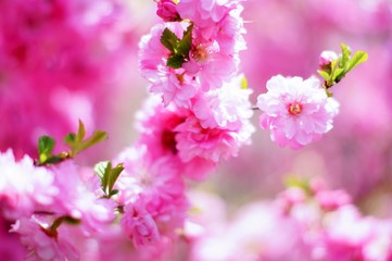 ветка сакуры 