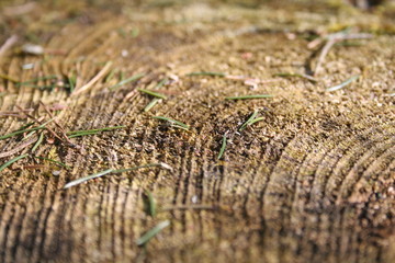 wood macro