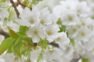 Fototapeta na wymiar ふんわり優しい春の桜