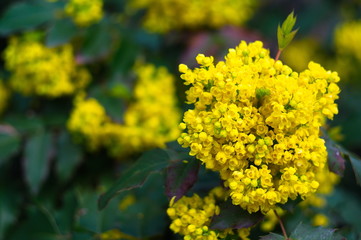 Yellow flowers for screensaver or background. Nature.