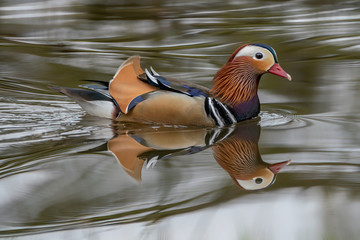 Closeup male mandarin duck (Aix galericulata) swimming, viewed of profile, with a perfect...