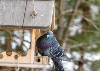 blue pigeon sitting on a bird feeder, close-up
