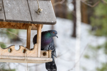 blue pigeon sitting on a bird feeder, close-up