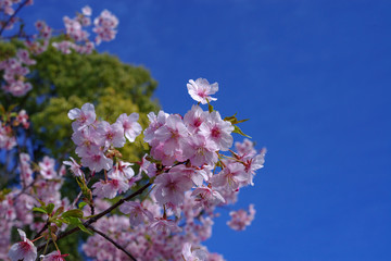 桜　sakura　cherry blossom