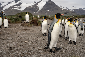 group of penguins