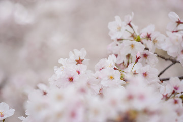 春の綺麗な満開の桜の花