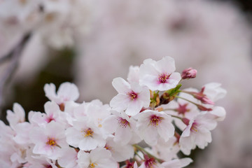 春の綺麗な満開の桜の花