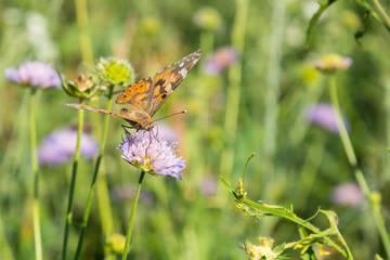 Beautiful butterfly feeding on a bright pink flower closeup. Macro butterfly against blue sky. Butterfly on a spring flower among the field