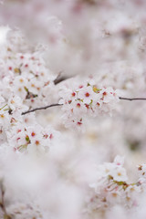春の綺麗な満開の桜の花