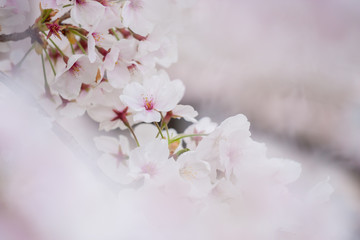 春の綺麗な満開の桜の花