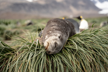 Obraz premium Fur Seal Pup resting, South Georgia