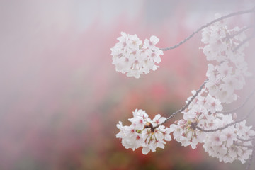 春の綺麗な満開の桜の花