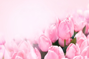 Obraz premium Spring blossoming tulips in garden, springtime pink flowers field background, pastel and soft floral card, selective focus, toned