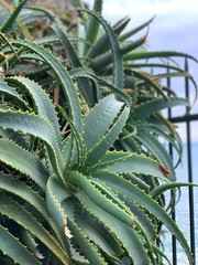 Green Agave at Cinque Terre in Italy