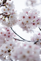 春の綺麗な満開の桜の花