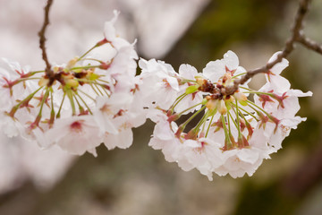 春の綺麗な満開の桜の花