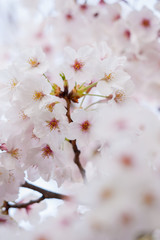春の綺麗な満開の桜の花