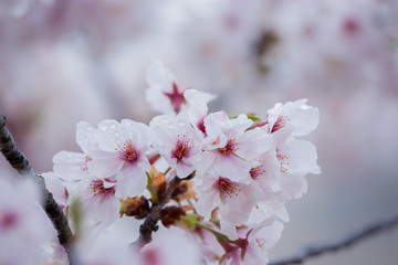 春の綺麗な満開の桜の花
