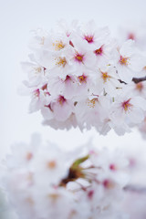 春の綺麗な満開の桜の花