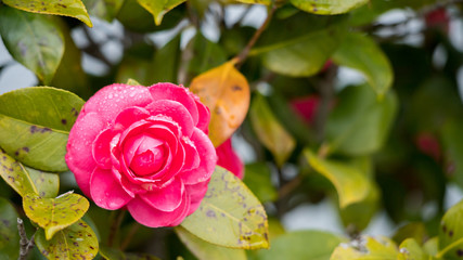 雨の日に満開の椿の花