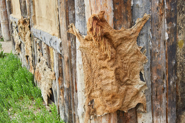 Ancient animal skin as a decoration for the historical exterior.