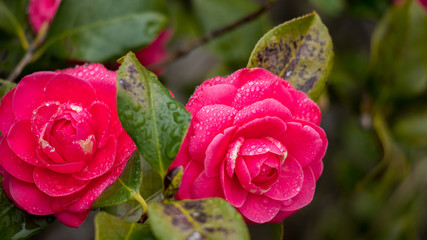 雨の日に満開の椿の花