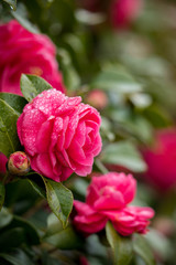 雨の日に満開の椿の花