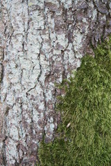 Fototapeta premium tree bark