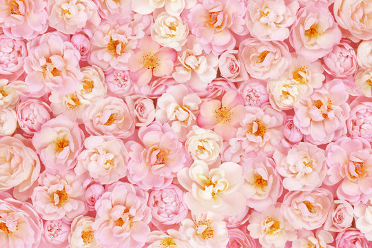 Delicate blossoming roses, blooming flowers festive background, pastel and soft bouquet floral card, toned