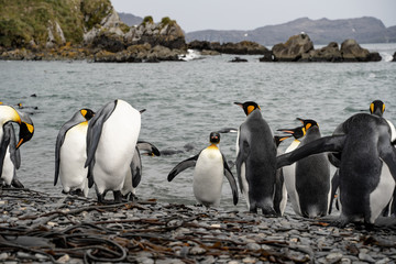 group of penguins in antarctica
