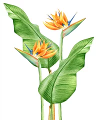 Fototapete Strelitzia Aquarellillustration eines tropischen Pflanzenparadiesvogels