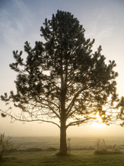 Fototapeta na wymiar silhouette of pine tree in fog