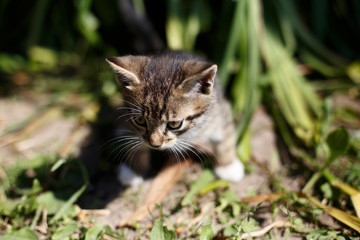Naklejka na ściany i meble Little walking kitten in green grass in spring