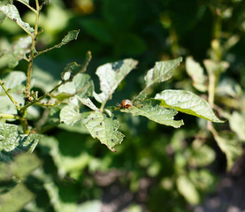 Colorado beetle eats a potato leaves young. Pests destroy a crop in the field. Parasites in wildlife and agriculture.