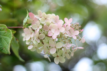 hydrangea paniculata pink diamond blooming