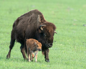 Bison calf with mother © David McGowen