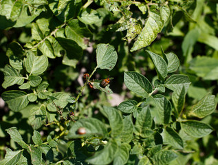 Colorado beetle eats a potato leaves young. Pests destroy a crop in the field. Parasites in...