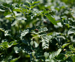 Colorado beetle eats a potato leaves young. Pests destroy a crop in the field. Parasites in...