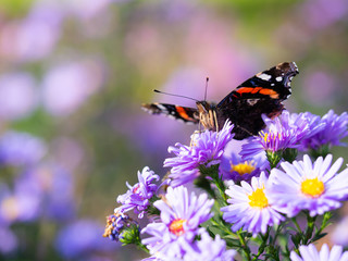 Red admiral butterfly (vanessa atalanta) sitting on Chrysanthemums flower