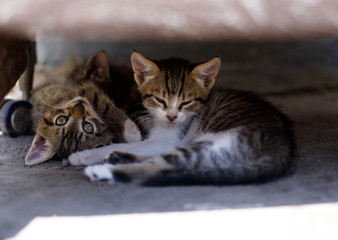 Three little cats sleeping under the chair.