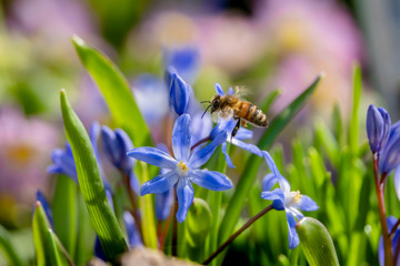 Biene im Anflug auf Blaustern