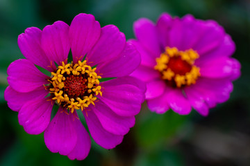 Obraz premium Par de Flores