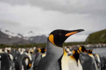 Foto auf Acrylglas penguin in antarctica © Nancy