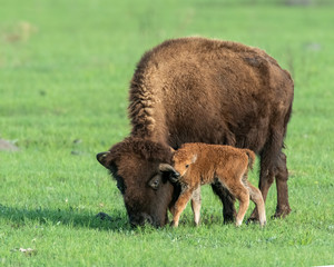 Bison calf with mother