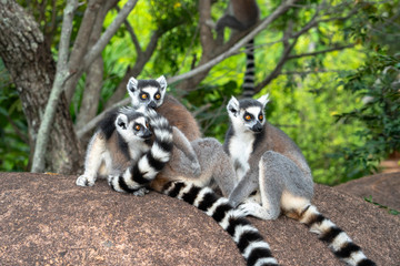 Two ring-tailed lemurs resting on a boulder with lush green foliage in the background in Andonaka, Madagascar.