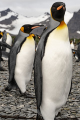 group of penguins in antarctica