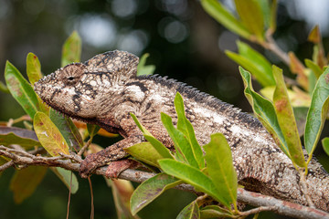 Obraz premium Andonaka, Madagascar - 04 juni 2019