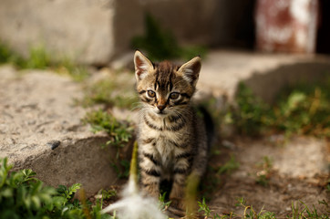 Cute little cat sitting in the garden.
