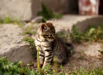 Cute little cat sitting in the garden.